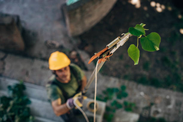 Noroton Heights, CT Tree Services Company